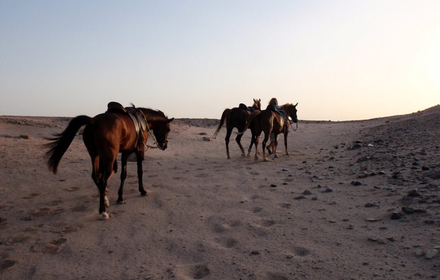 Horse Riding