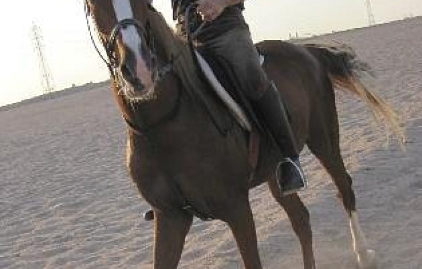 Horse Riding