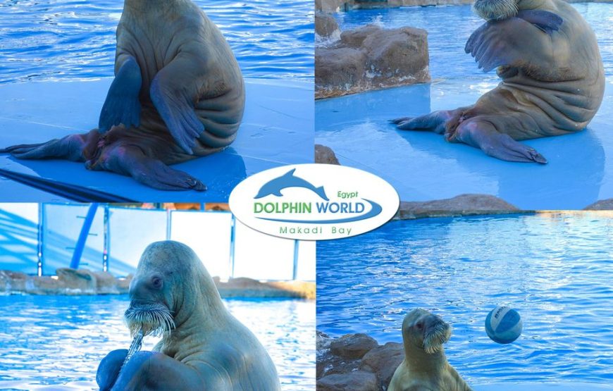 Dolphin World